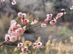 -国家植物园