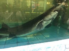 -年辉渔村·非遗传承餐厅(新丰江店)