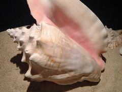 -亚龙湾中心广场·贝壳馆