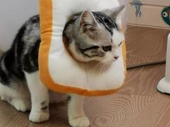 -东方名猫馆·英短金渐层布偶猫舍(环线广场1号楼店)