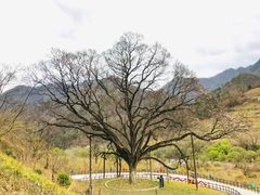 -黑河国家森林公园