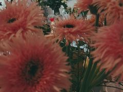 -谷莠子花艺·气球派对·绿植造景·花艺沙龙(金光华广场店)