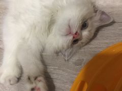 -Bastet sally猫舍购宠(静安店)