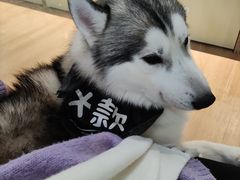 -Husky Go! 哈士奇体验馆·宠物咖啡厅狗咖