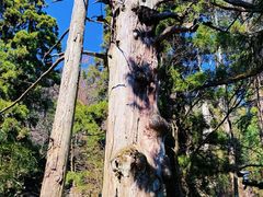 -天目山大树王景区