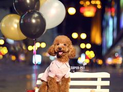 -超宠爱宠物摄影-Super pet