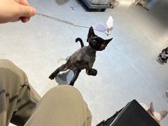 -琪喵猫屋·撸猫猫咖·猫舍