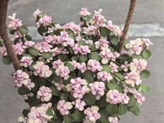 -平吉花卉市场