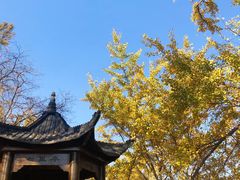 -千年银杏谷文化旅游区