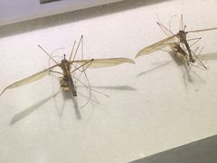 -上海昆虫博物馆