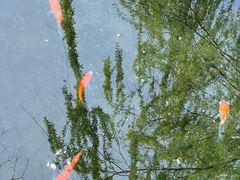 -船歌·鱼水饺青岛菜(恒隆广场店)