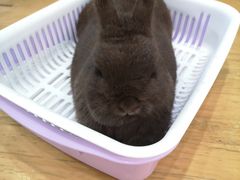 -藦茜花园宠物主题亲子互动体验馆(国顺东路店)