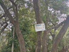 -金鸡山公园