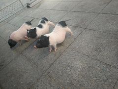 -西霞口神雕山野生动物世界