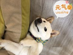 -柴迷FANS CLUB·柴犬狗咖·猫咖