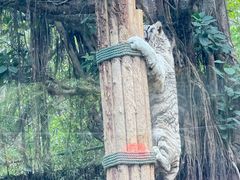 -广州长隆野生动物世界