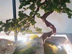 -蜜桃餐厅·伴山(湖滨商业街店)