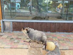 -西霞口神雕山野生动物世界