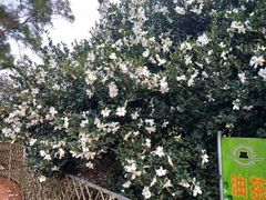 -侯臣咖啡文化村