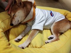 -逗柴咖啡屋·狗咖猫咖宠物桌游