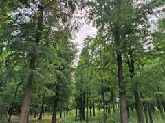 -广富林郊野公园