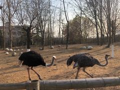 -大连森林动物园