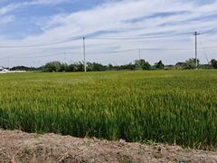 -小陆莲花蟹园农家乐(莲花岛店)