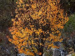 -叠溪松坪沟景区