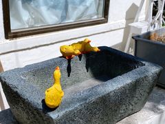 -风车面包