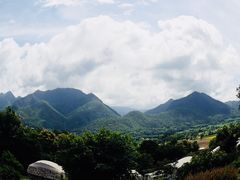 -大树秋千