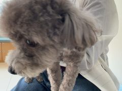 -美联众合动物医院·24h京西诊疗中心