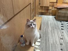 -MOCHA明星猫咖(田子坊店)