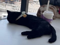 -怪兽屋·羊驼·猫咖·狗咖(俊华广场店)