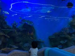 -瑞德姆美人鱼海底演艺主题餐厅(亚龙湾店)