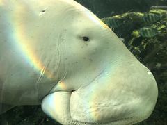 -悉尼海洋生物水族馆
