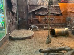 -清迈夜间动物园