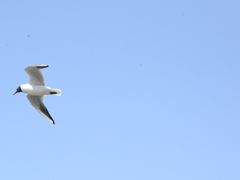 -人民防洪胜利纪念塔