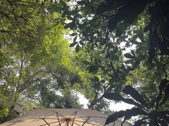 -Fern Forest Cafe
