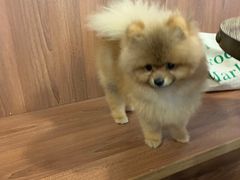 -柯斗斗主题餐厅·狗咖·围炉煮茶·茶饮(国瑞升平里店)