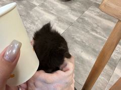 -楼上猫咖(罗湖店)