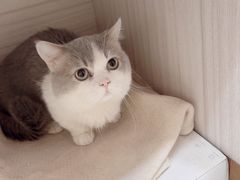 -天宠宠物医院24小时·急重症诊疗中心·全科·腔镜特色(和平分院)