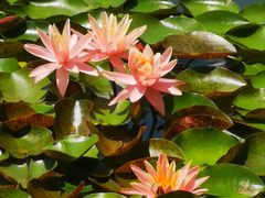 -国家植物园南园