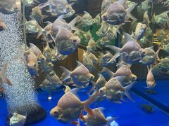 -中环花鸟鱼虫市场