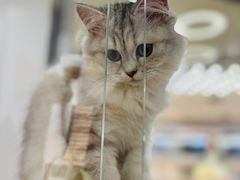 -COLOR PETS 撸猫馆·购猫·猫咖(长风大悦城店)
