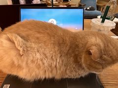 -滚猫咖啡·猫咖·猫友好撸猫(未来城店)