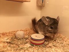 -龙猫仔乐园(惠福东路店)