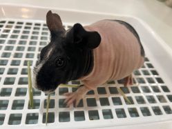 -Moni星球萌宠·小马宝莉·灵蛇·高端高阶全萌宠互动体验俱乐部(红豆国际广场店)