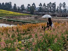 -三圣花乡旅游区