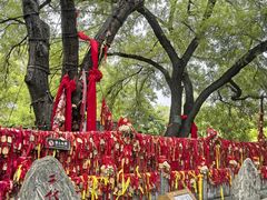-大槐树寻根祭祖园