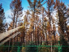 -塞罕坝国家级自然保护区